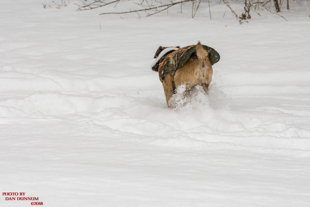 Jersy Girl in Snow-3338.jpg
