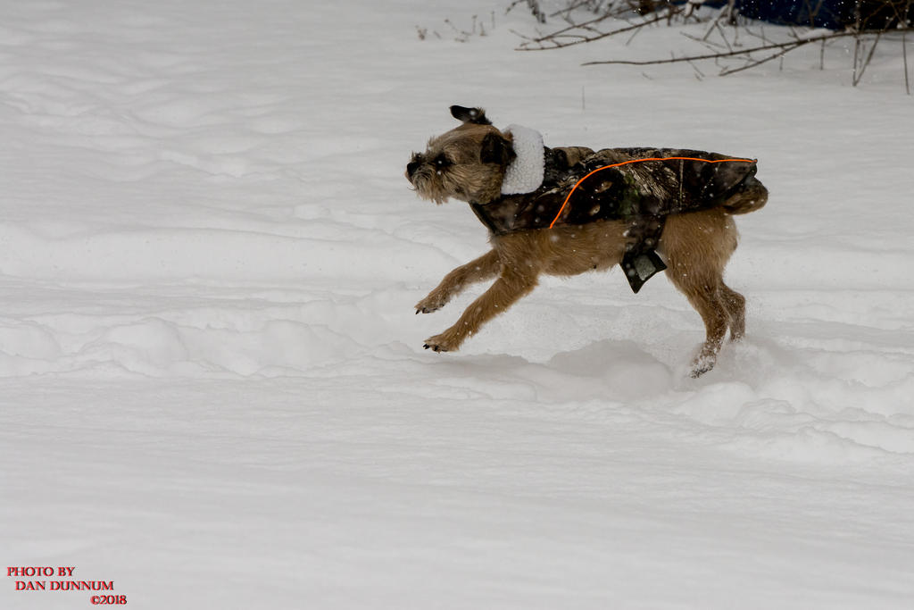 Jersy Girl in Snow-3372.jpg