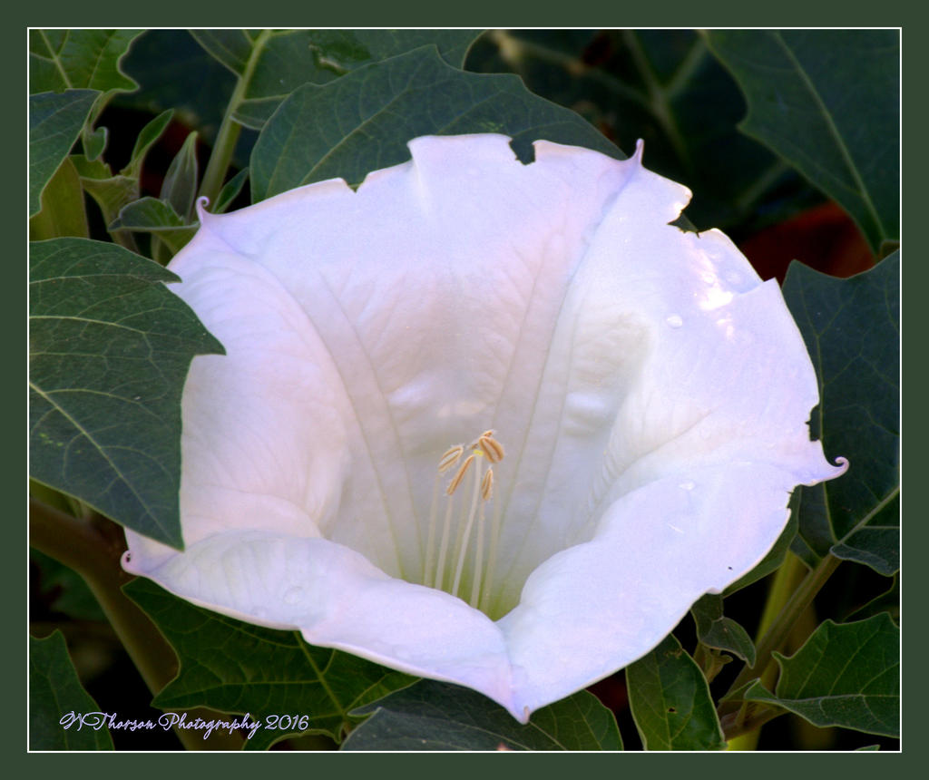 Jimson Weed 6-13-2016.jpg