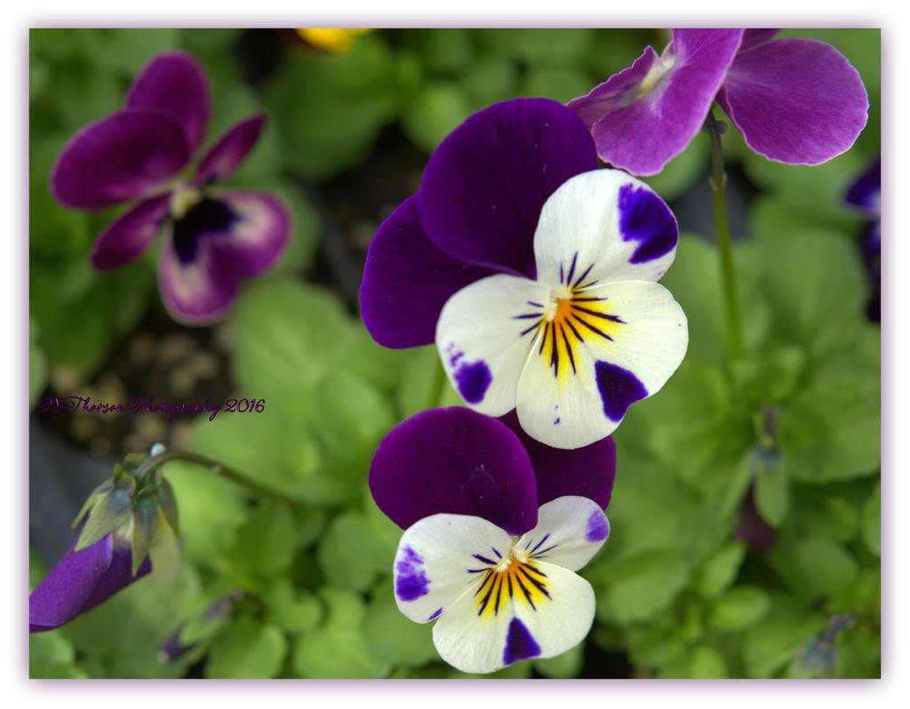 Johnny Jump Ups 3-17-2016.jpg