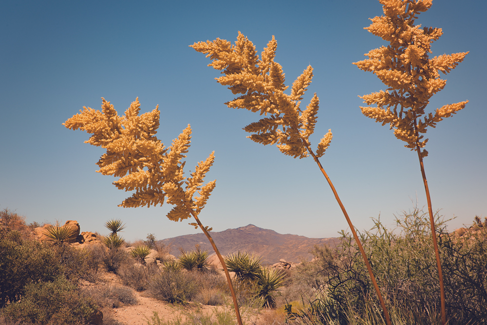 JT Landscape #1.jpg