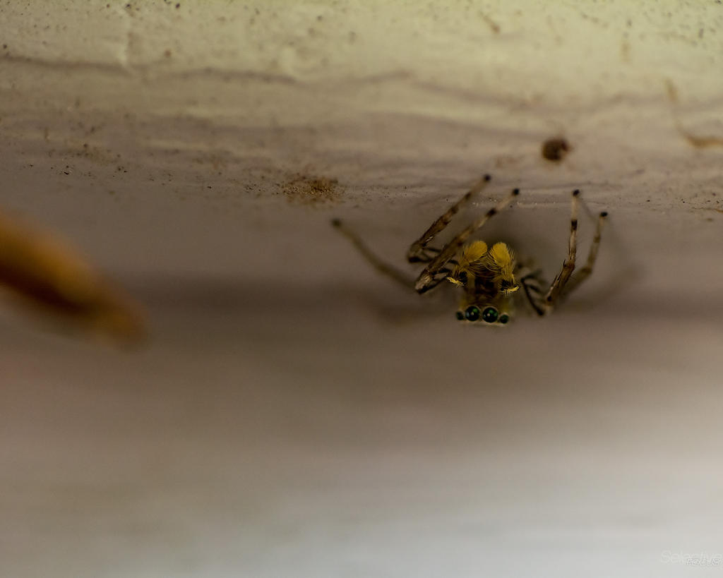 Jumper1.jpg