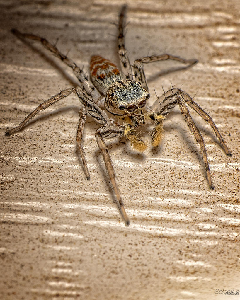 Jumper3.jpg