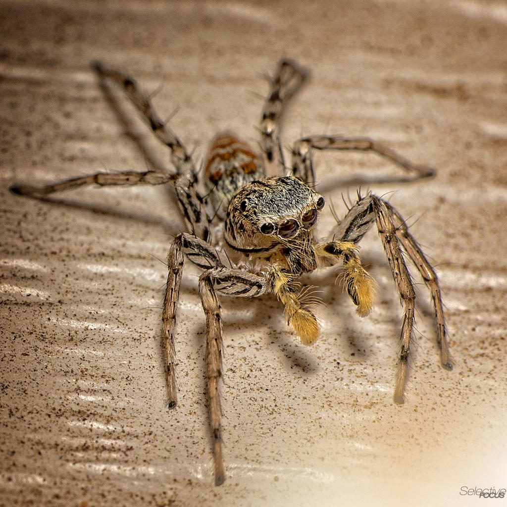 Jumper4.jpg