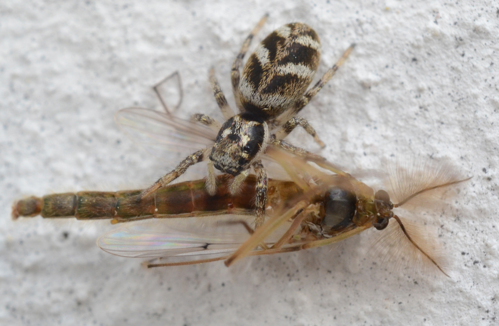 Jumping Spider 3.jpg
