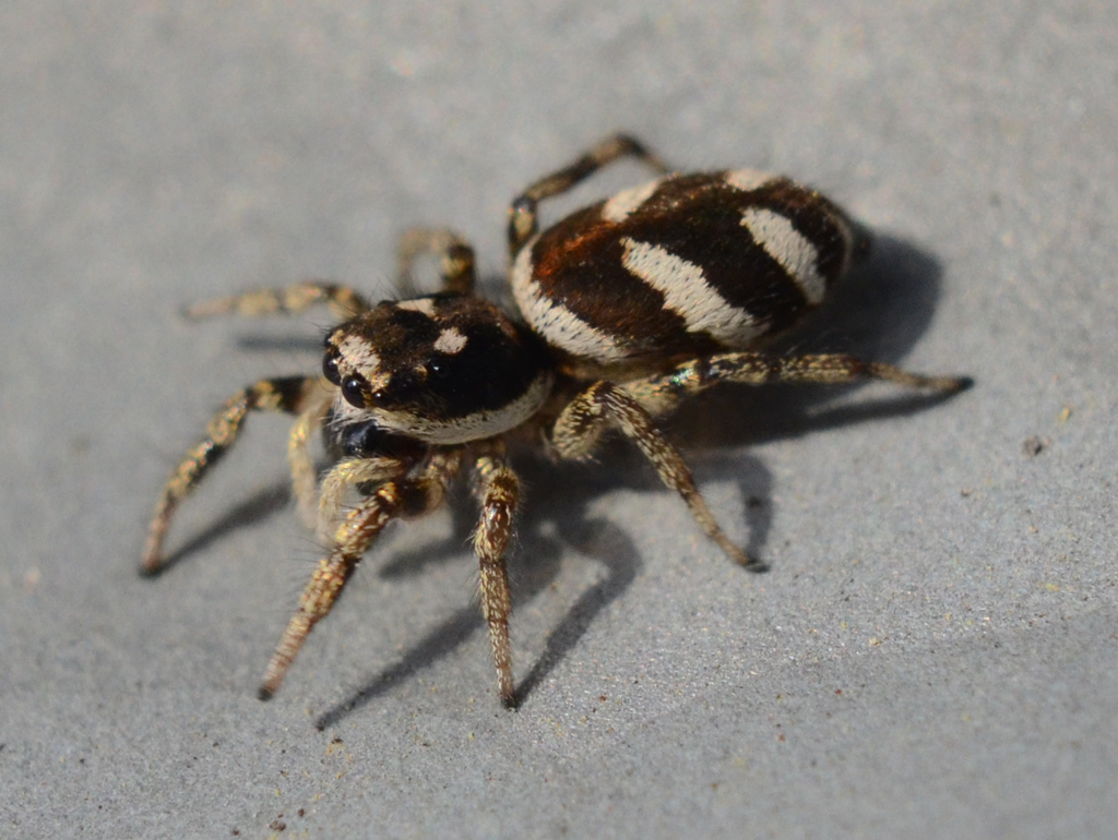 Jumping Spider 6.jpg