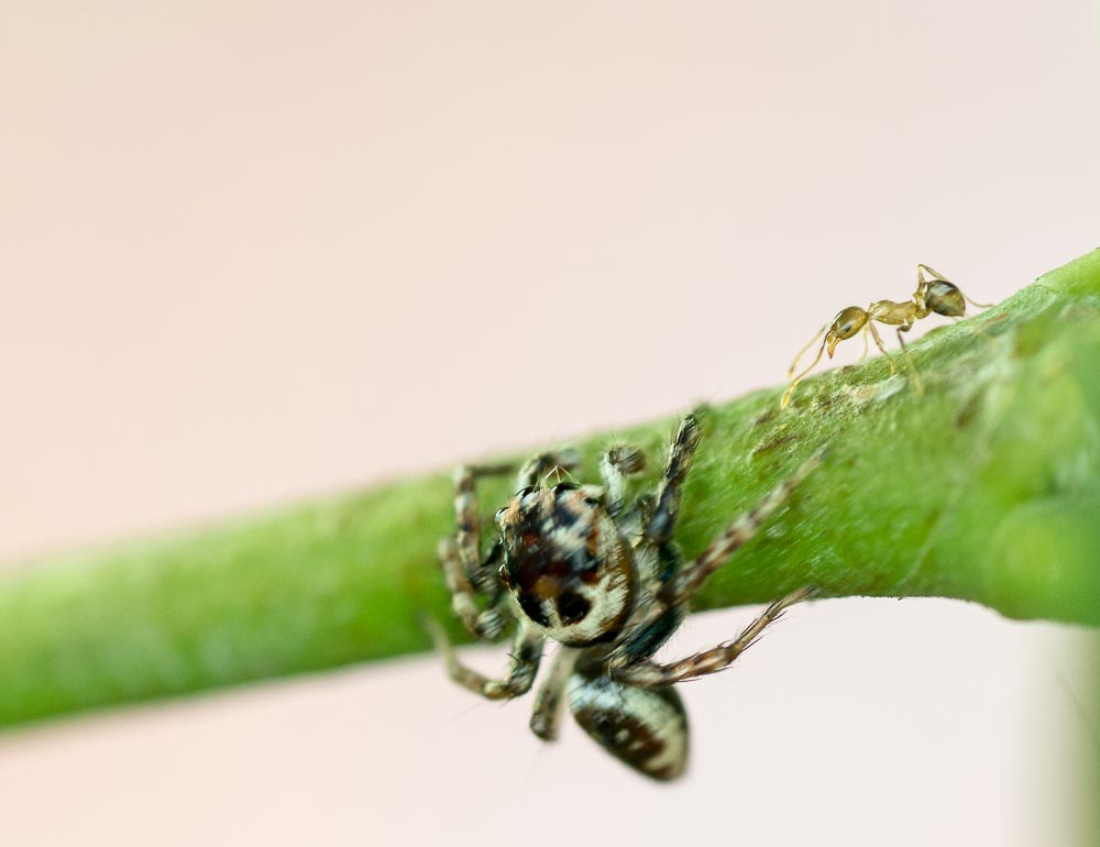 Jumping spider macro-2.jpg