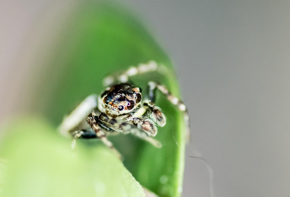 Jumping spider macro-3.jpg