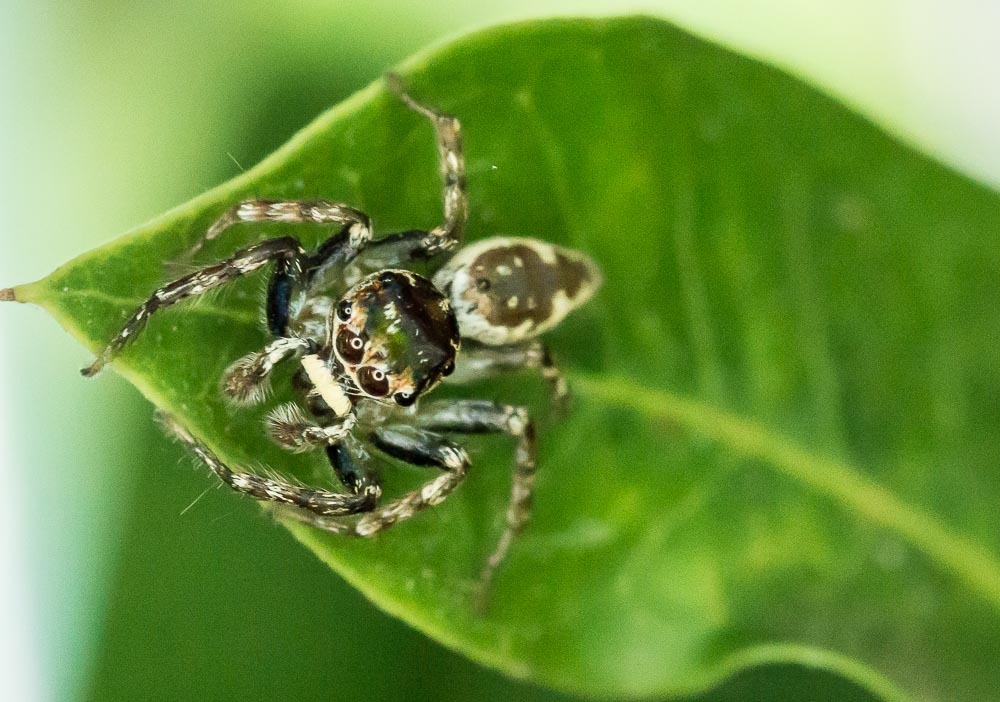 Jumping spider macro-4.jpg