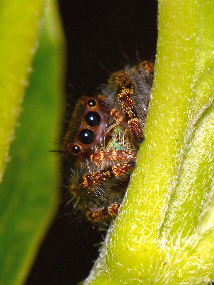 JumpingSpider.jpg