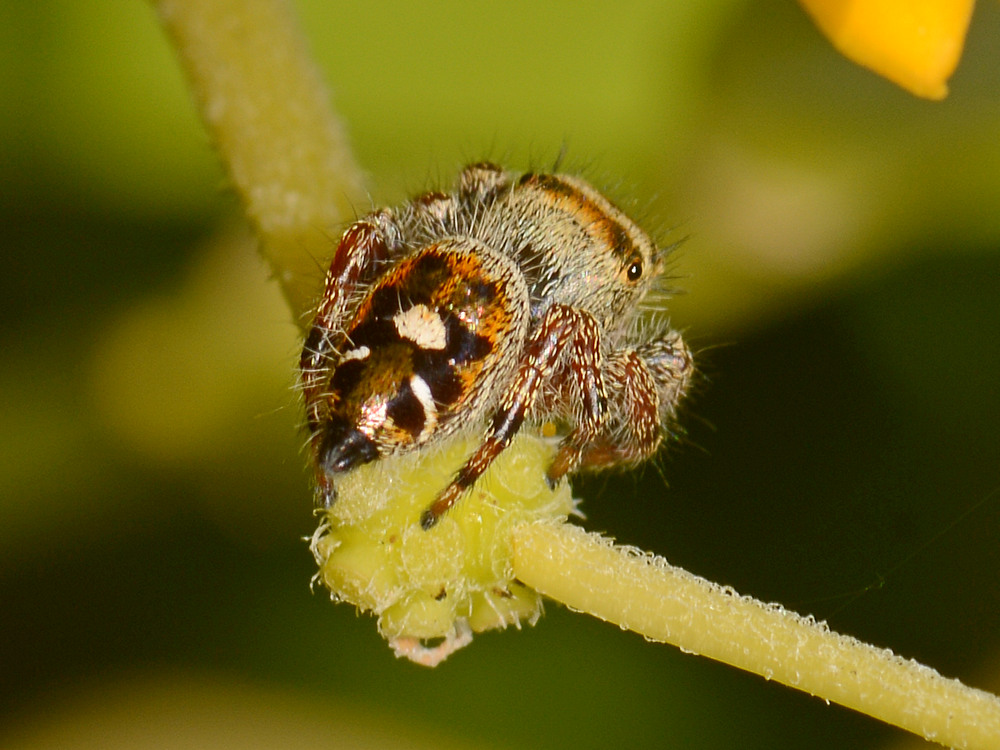 JumpingSpider2.jpg