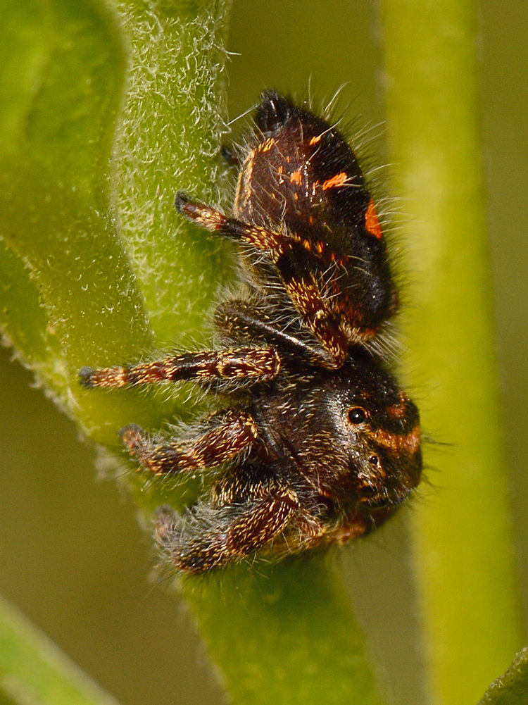 JumpingSpider2.jpg