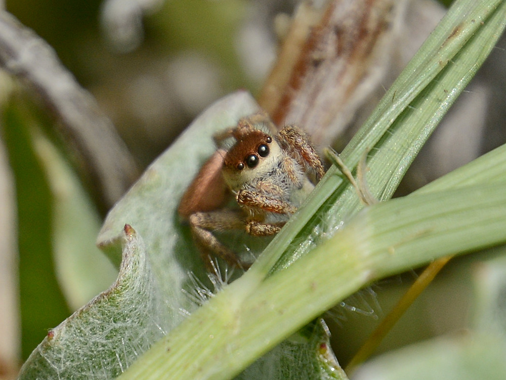 JumpingSpider2.jpg