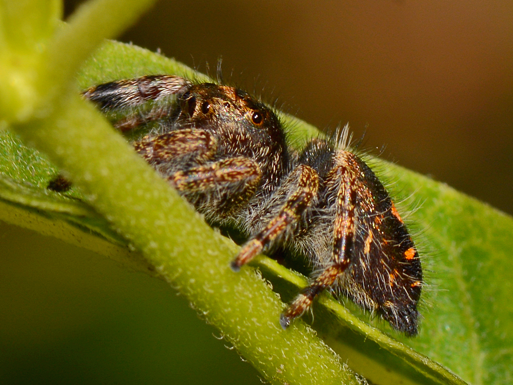 JumpingSpider3.jpg