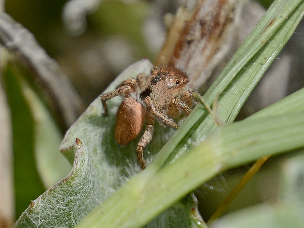 JumpingSpider4.jpg