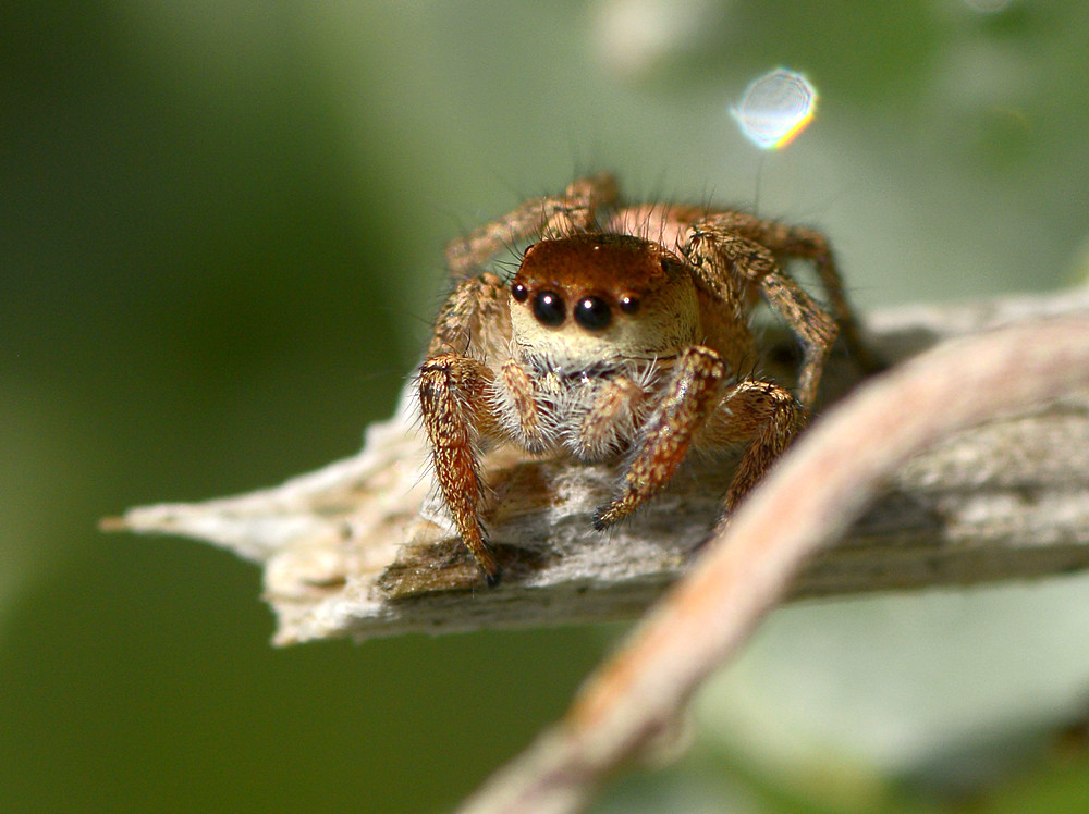 JumpingSpider5.jpg