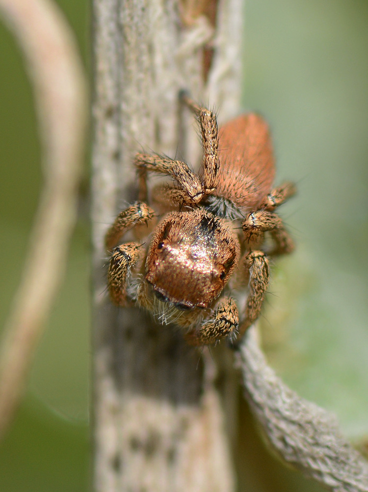 JumpingSpider7.jpg