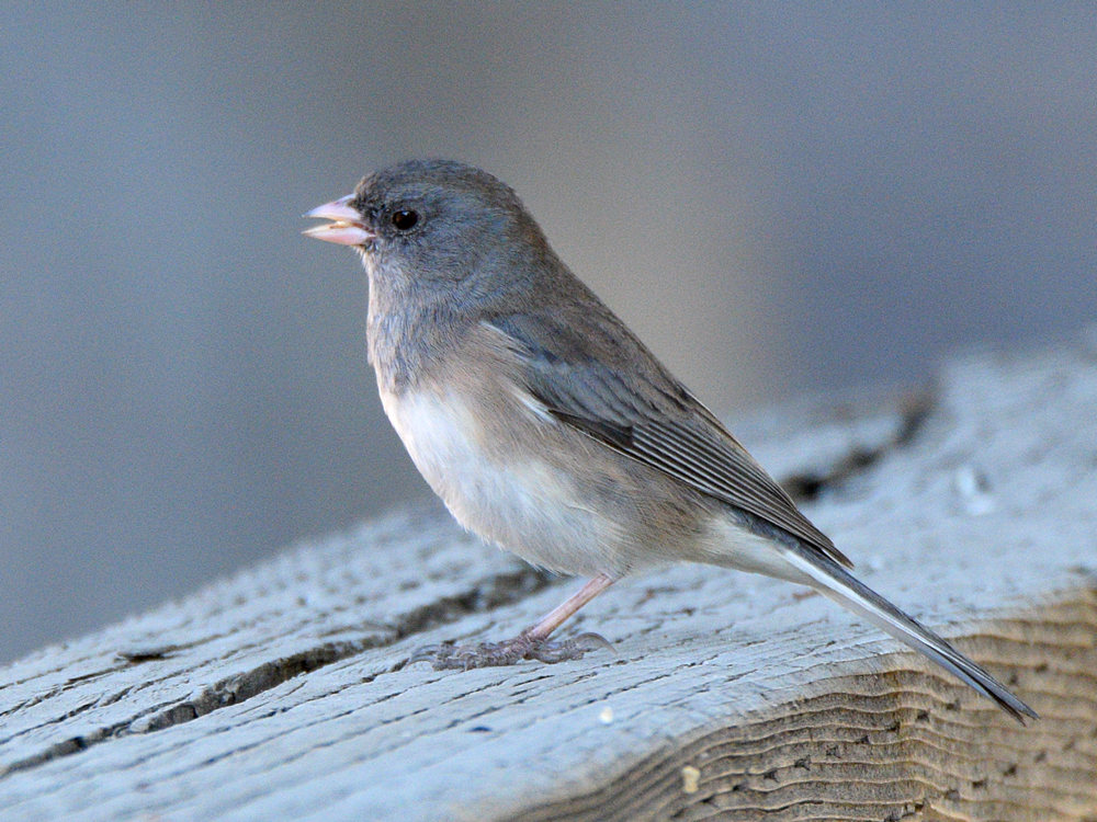 Junco.jpg