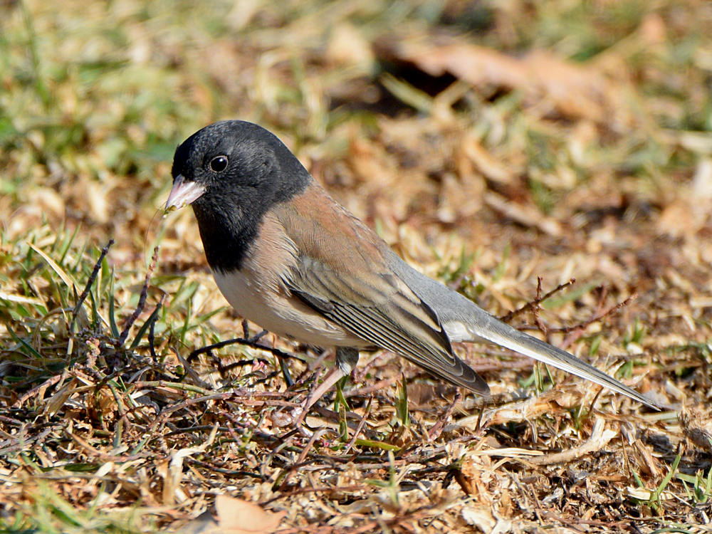 Junco.jpg