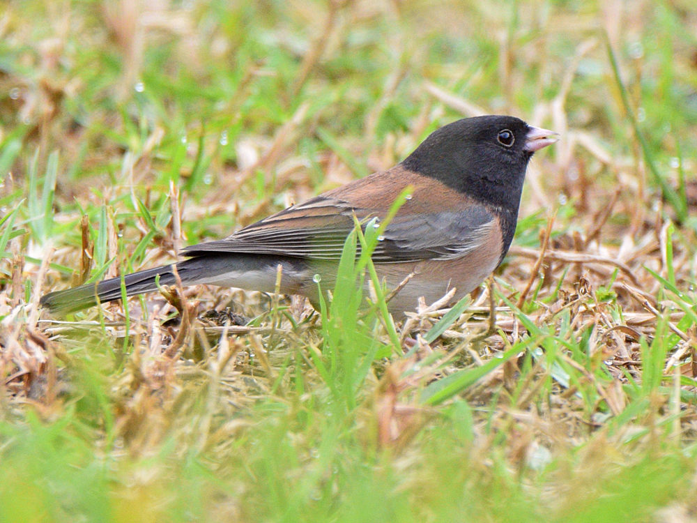 Junco.jpg