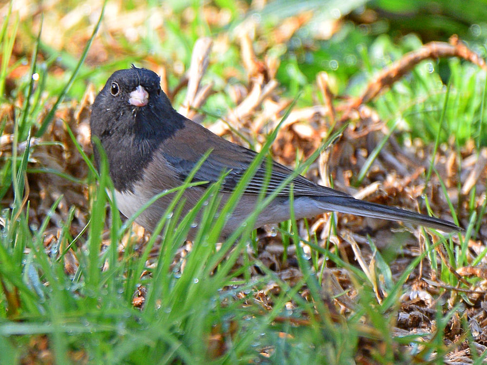 Junco.jpg