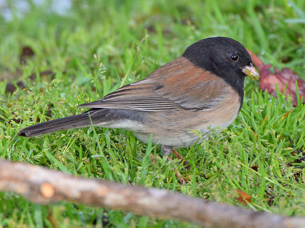 Junco.jpg
