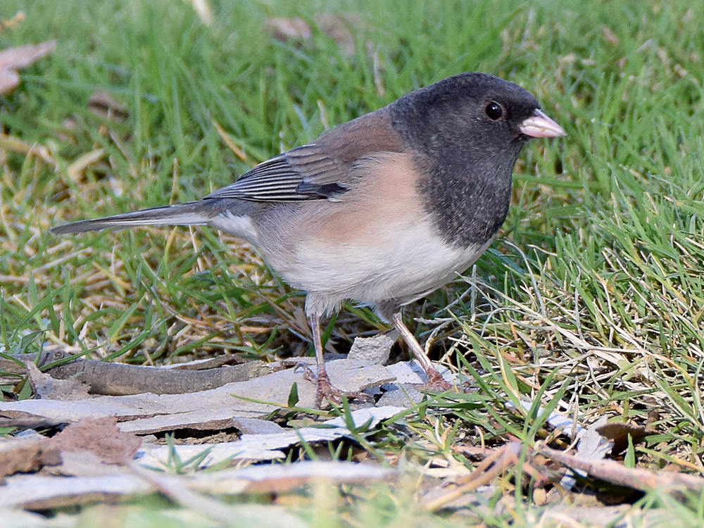 Junco.jpg