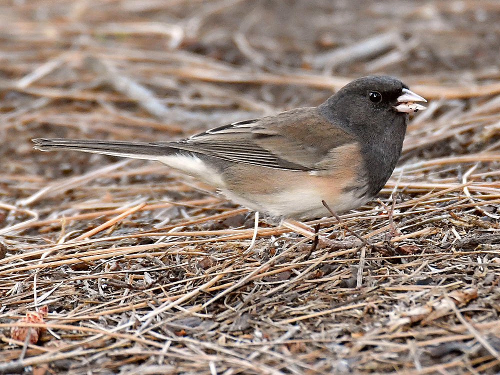 Junco.jpg