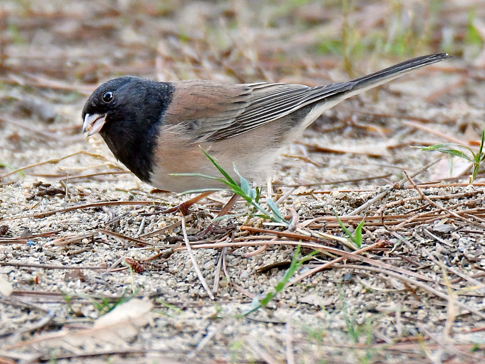 Junco.jpg