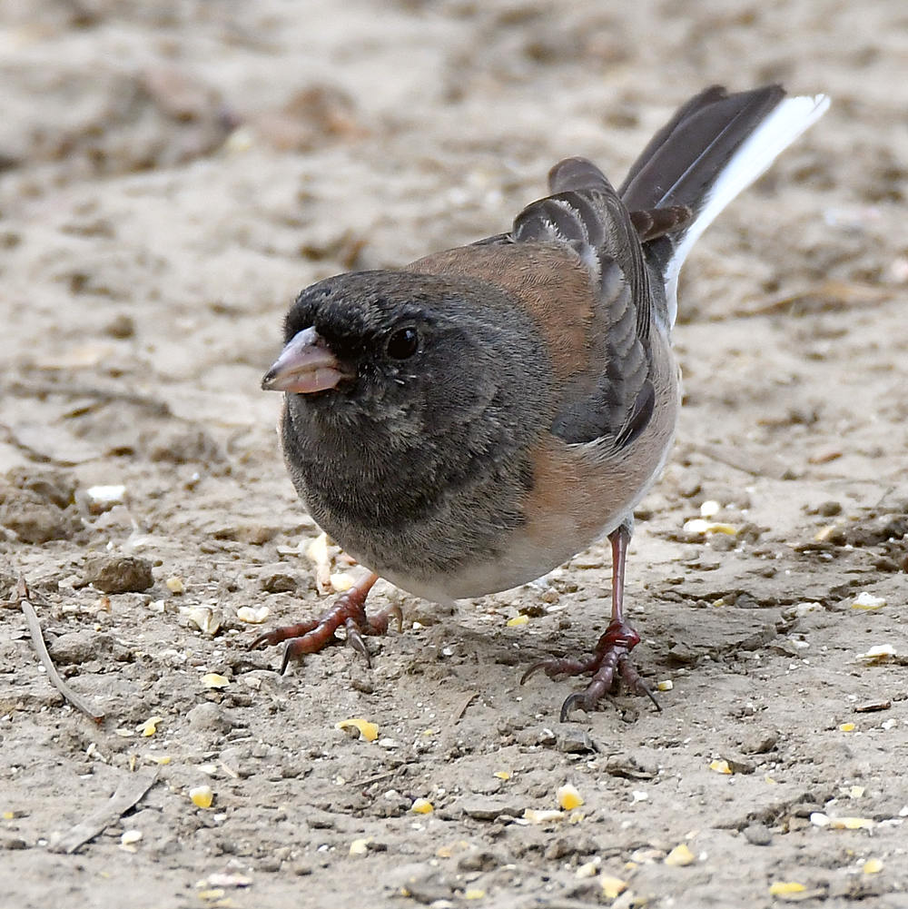 Junco.jpg