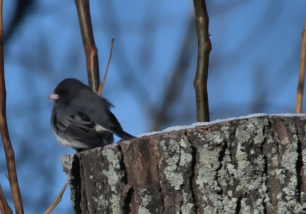 junco.jpg