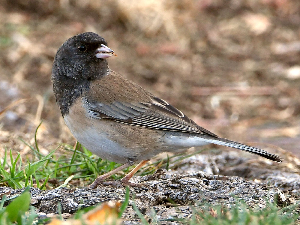 Junco.jpg