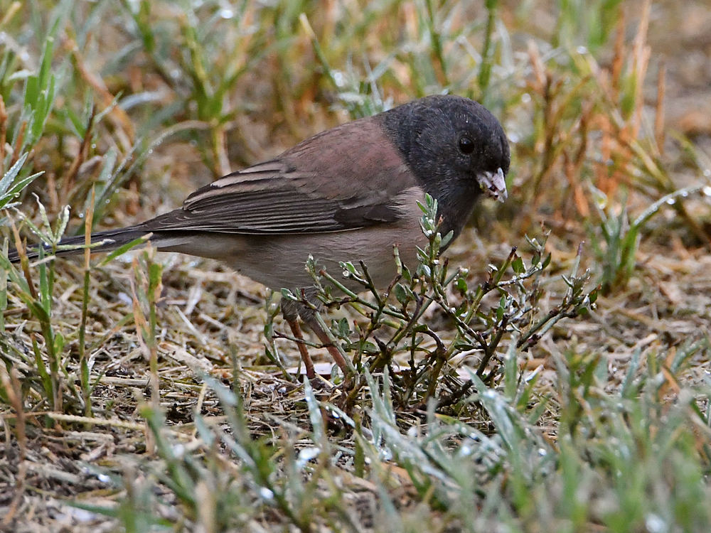 Junco.jpg