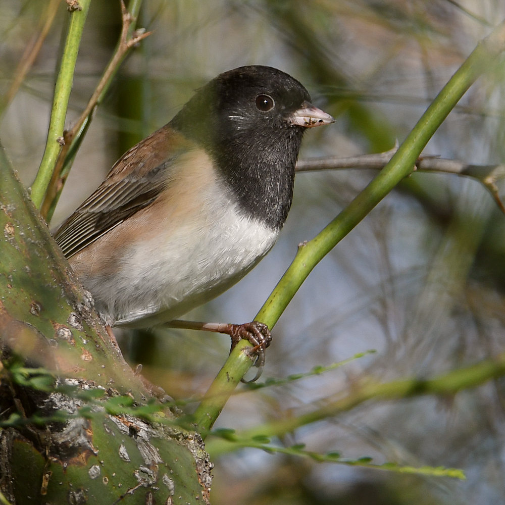 Junco.jpg