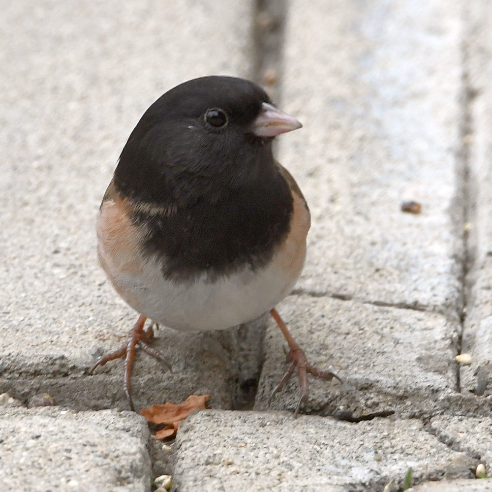 Junco.jpg
