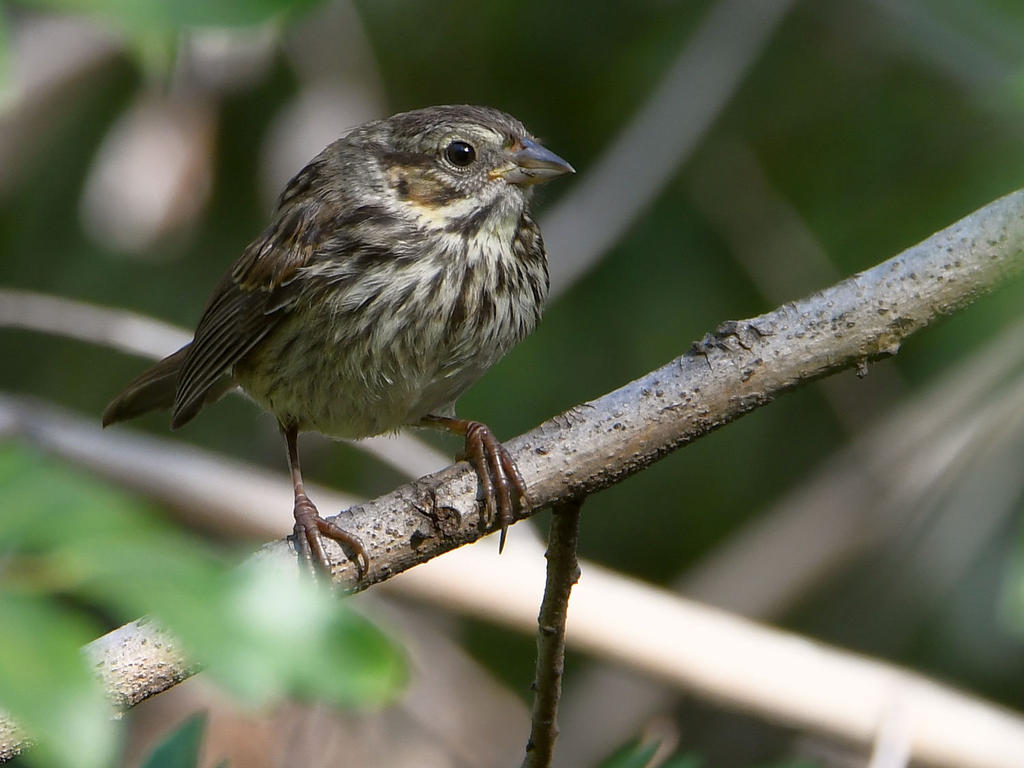 Junco.jpg