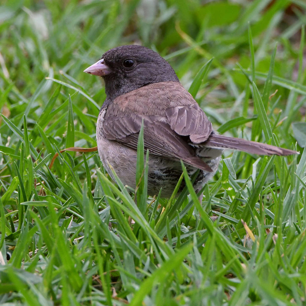 Junco.jpg