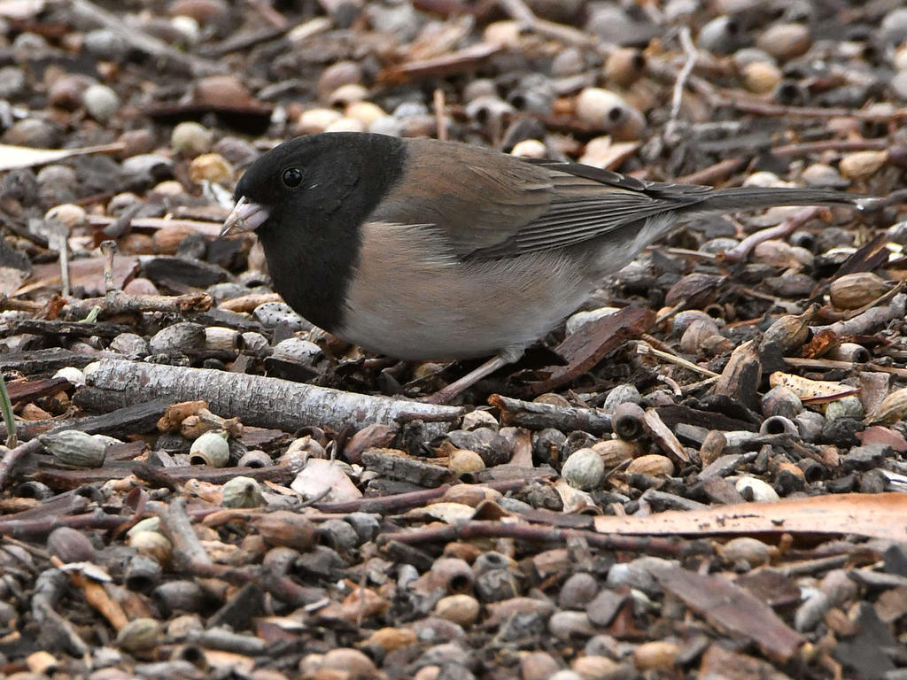 Junco.jpg