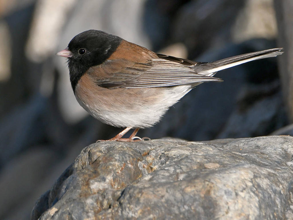 Junco.jpg