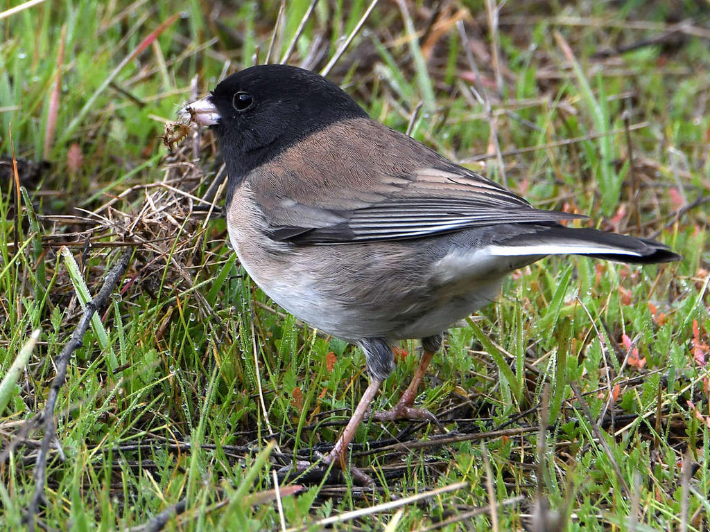 Junco.jpg