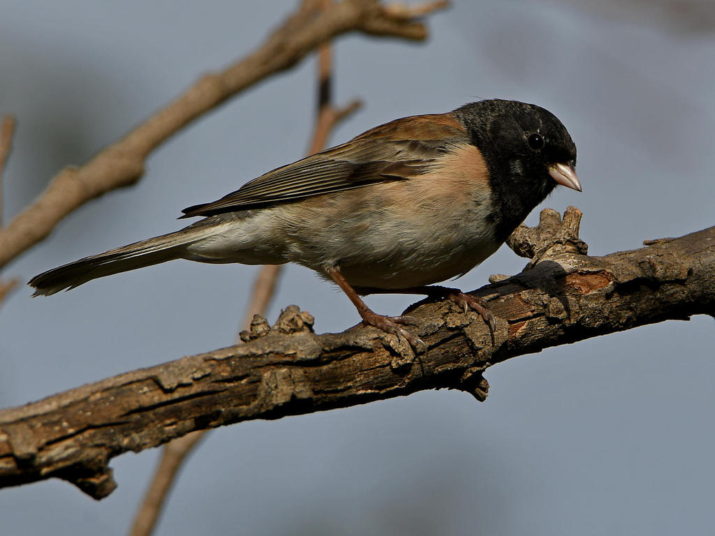 Junco.jpg