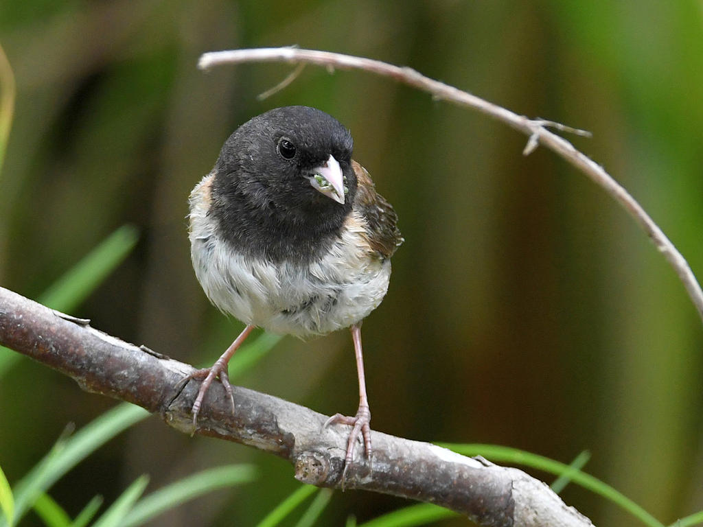 Junco.jpg
