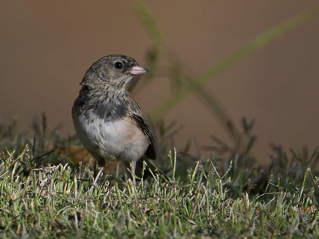 Junco.jpg