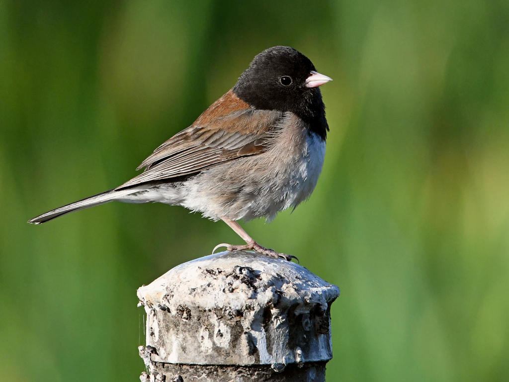 Junco.jpg