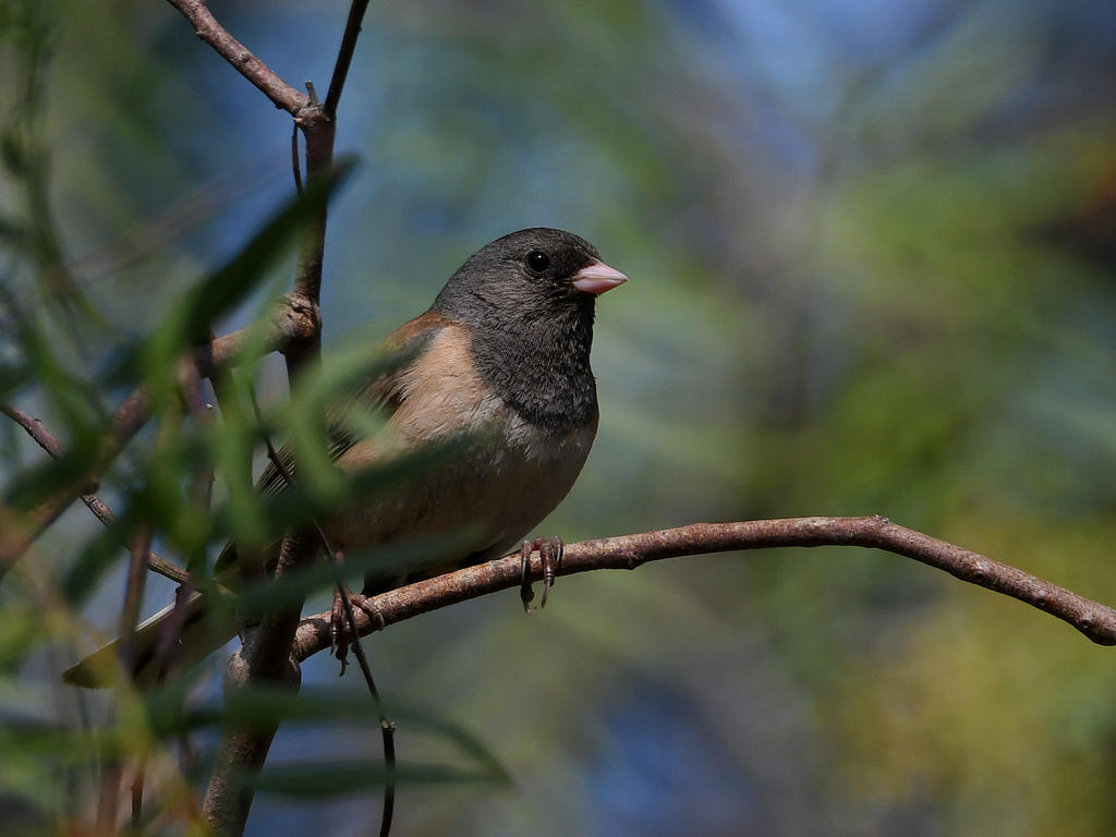 Junco.jpg