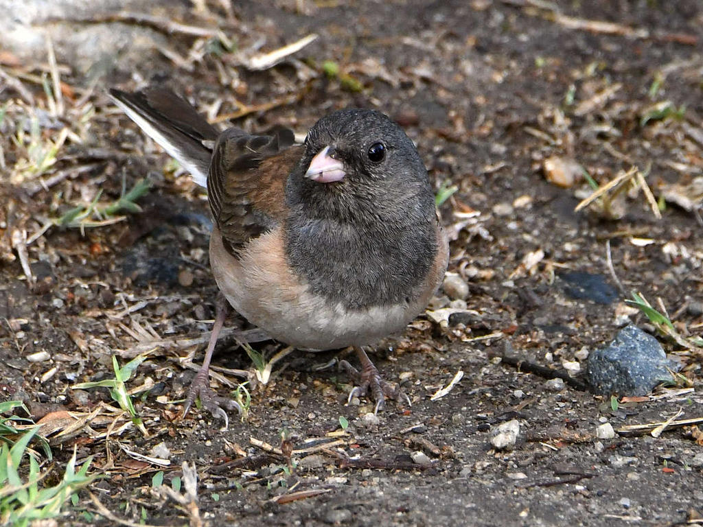 Junco.jpg