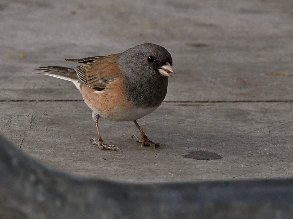 Junco.jpg