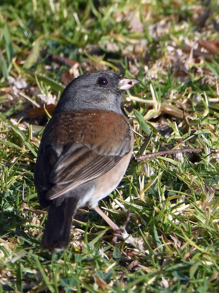 Junco.jpg
