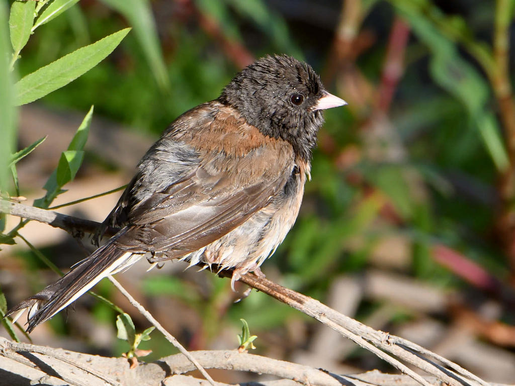 Junco.jpg
