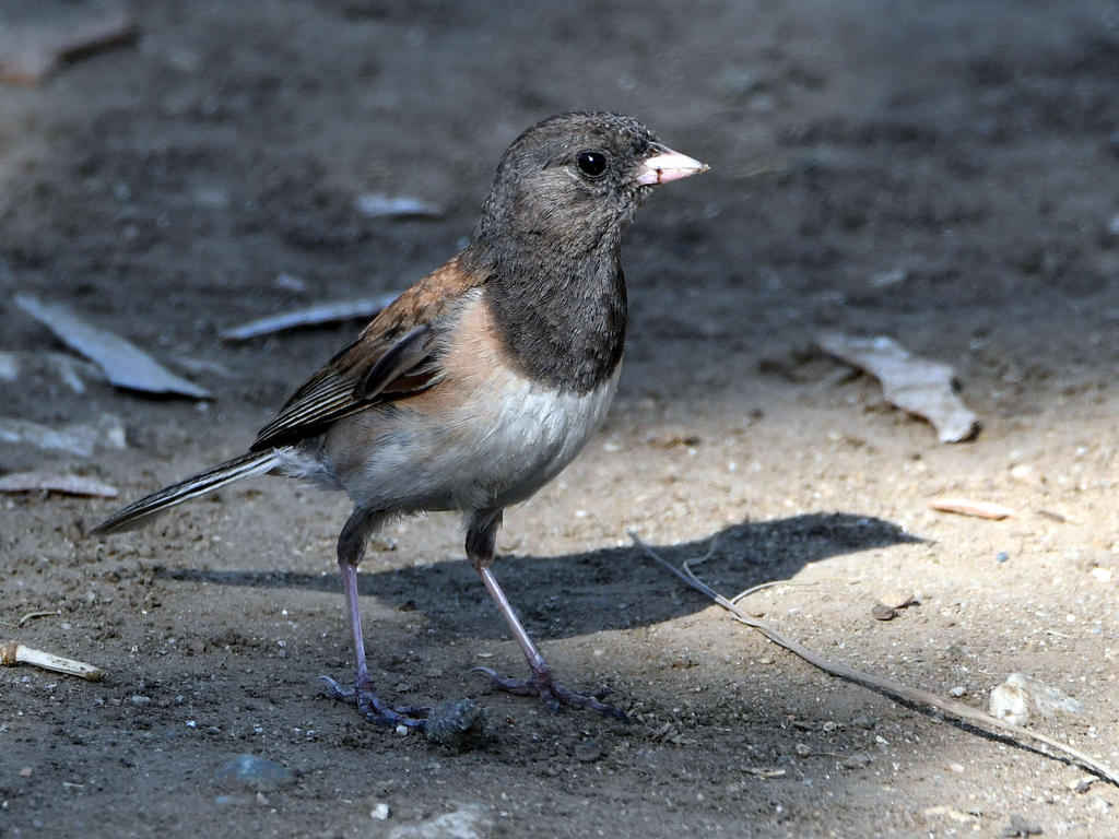 Junco.jpg